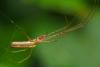 Tetragnatha sp.